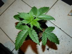 P1150014aaa