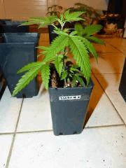 P1150040aaa