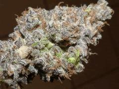 P1190172aaa