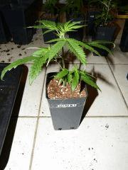 P1150028aaa