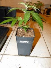 P1150042aaa