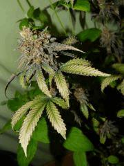 P1200305aaa