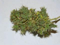 P1200360aaa