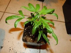 P1150004aaa