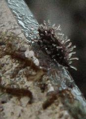 trichome violet