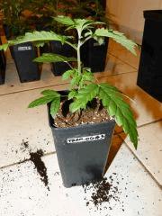 P1150013aaa