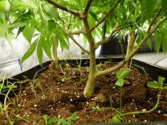 P1200802aaa