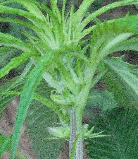 gallery_837914_4570_38585.jpg