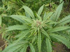Bud crit