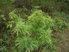 critical + s2