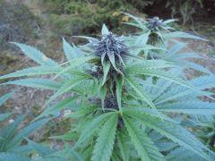 hh2bud