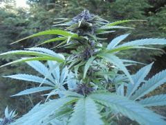 hh2bud2
