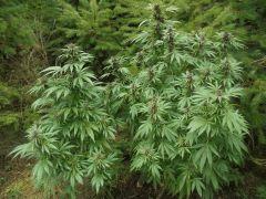 DSC01733