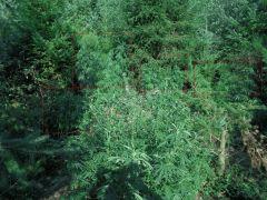 spot1