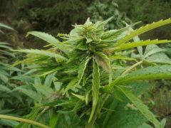 purple widow