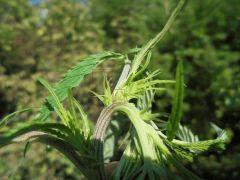 herma Tri fleur