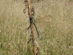 lib2