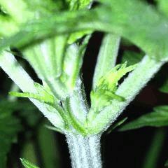 FLO 7 Sex #3 2
