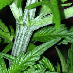 FLO 7 Sex #2