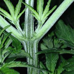 FLO 7 Sex #1 2