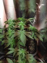 FLO 1 08