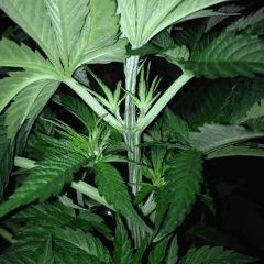 FLO 7 Sex #1 1