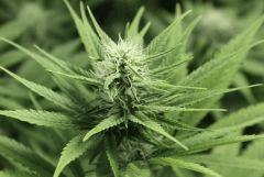 Lemon skunk