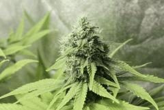 Lemon skunk