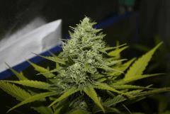 Lemon skunk