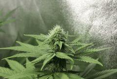 Lemon skunk