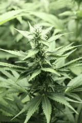 Cream Mandarine