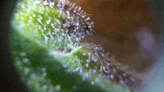 Trichomes Flo+75