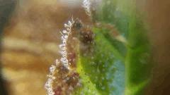 Trichomes Flo+75