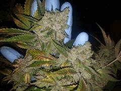 fire Og