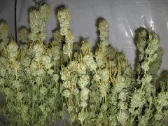 bbhp drying