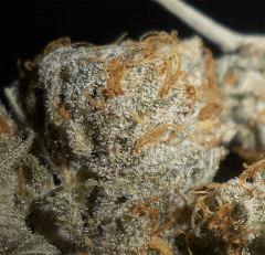 chem valley kush