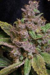 100True BB 68 days live Bud 1x