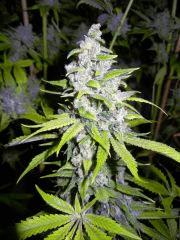 Chemfire