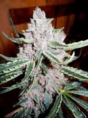 Blueberry