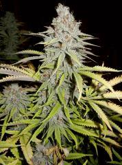 Firewidow
