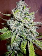 Chemfrost