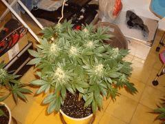 IMGP4577