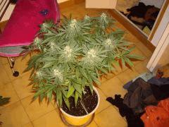 IMGP4578