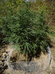 IMGP4522