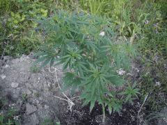 IMGP4427