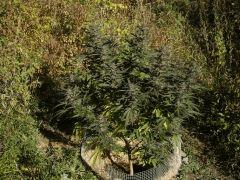 IMGP4685