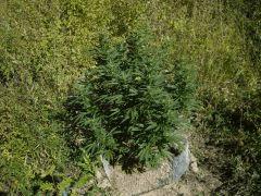 IMGP4534