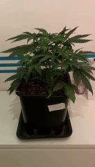 Original Amnesia cro+35 avant palissage