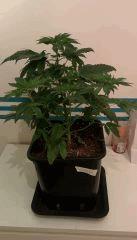 Orange bud cro+35