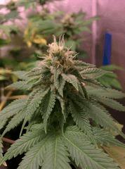 Dinachem Flo+42